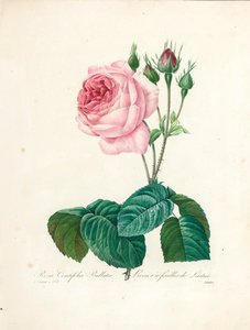 Rosa Centifolia Bullata, gravée par Langlois, de 